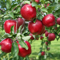Pom fructifer Mar Red Delicious, soi productiv cu mere mari, rosu intens, crocante, dulci si aromate, ideal pentru gradini, livezi si consum proaspat