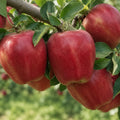 Pom fructifer Mar Starkrimson, soi productiv cu mere rosu intens, dulci si aromate, ideal pentru gradini, livezi si consum proaspat sau preparate de casa