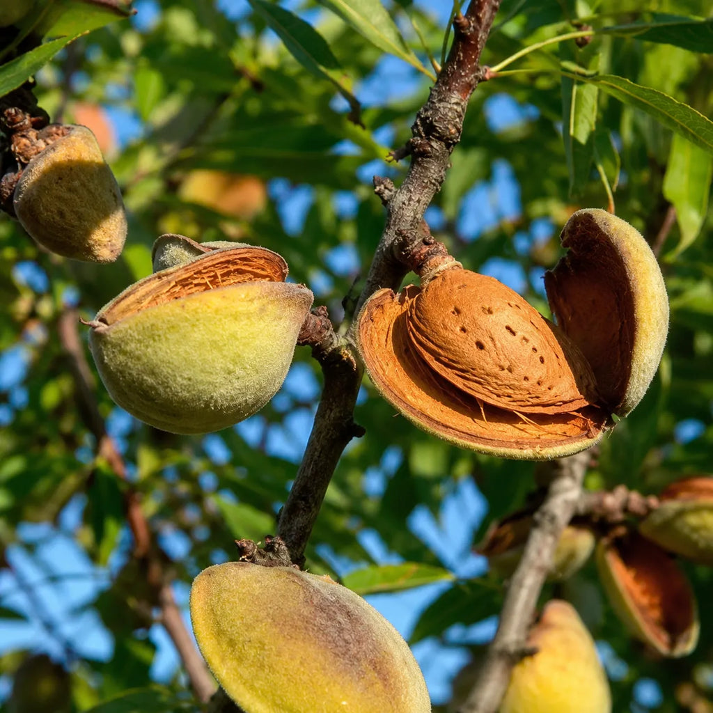 Pom fructifer Migdal Selectie Drajna, soi productiv cu migdale gustoase si bogate in nutrienti, ideal pentru gradini, livezi si consum proaspat