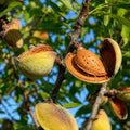 Pom fructifer Migdal Selectie Drajna, soi productiv cu migdale gustoase si bogate in nutrienti, ideal pentru gradini, livezi si consum proaspat