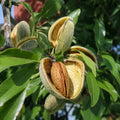 Pom fructifer Migdal Supernova, soi autofertil cu migdale gustoase si bogate in nutrienti, ideal pentru gradini, livezi si cultivare in ghivece mari