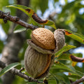 Pom fructifer Migdal Sweet Core, soi productiv cu migdale dulci si aromate, ideal pentru gradini, livezi si consum proaspat