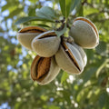 Pom fructifer Migdal Texas, soi autofertil cu migdale gustoase si bogate in nutrienti, ideal pentru gradini, livezi si consum proaspat