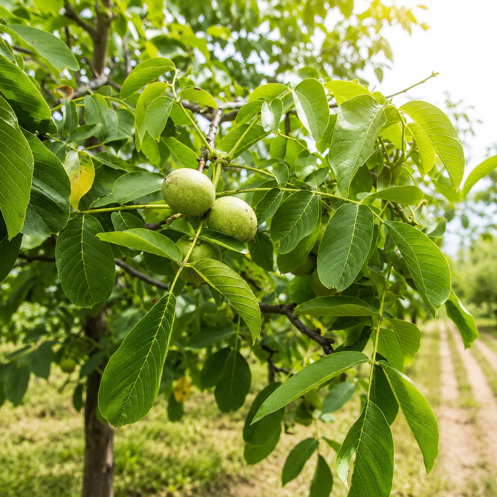 Pom fructifer Nuc Germisara, soi romanesc productiv cu nuci mari, gustoase si bogate in nutrienti, ideal pentru gradini, livezi si culturi comerciale
