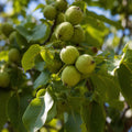 Pom fructifer Nuc Sibisel 44, soi romanesc productiv cu nuci mari, gustoase si bogate in nutrienti, ideal pentru gradini, livezi si culturi comerciale