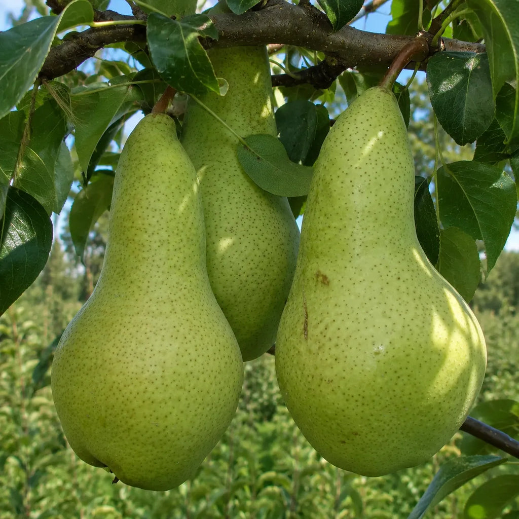 Pom fructifer Par Abatele Fetel, soi francez cu pere mari, dulci, suculente si aromate, ideal pentru gradini, livezi si consum proaspat