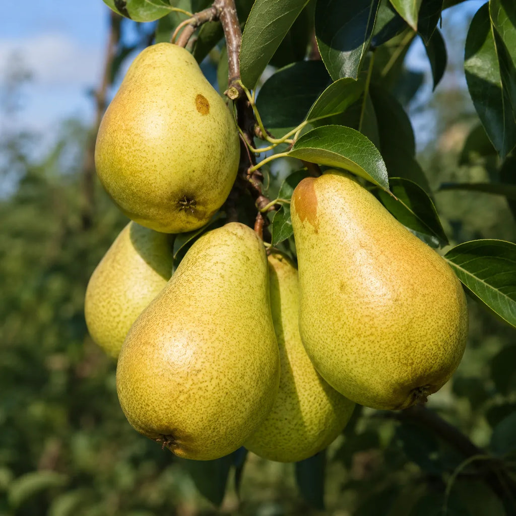 Pom fructifer Par Capul Piscului, soi romanesc vechi cu pere mari, dulci, suculente si parfumate, ideal pentru gradini, livezi si consum proaspat