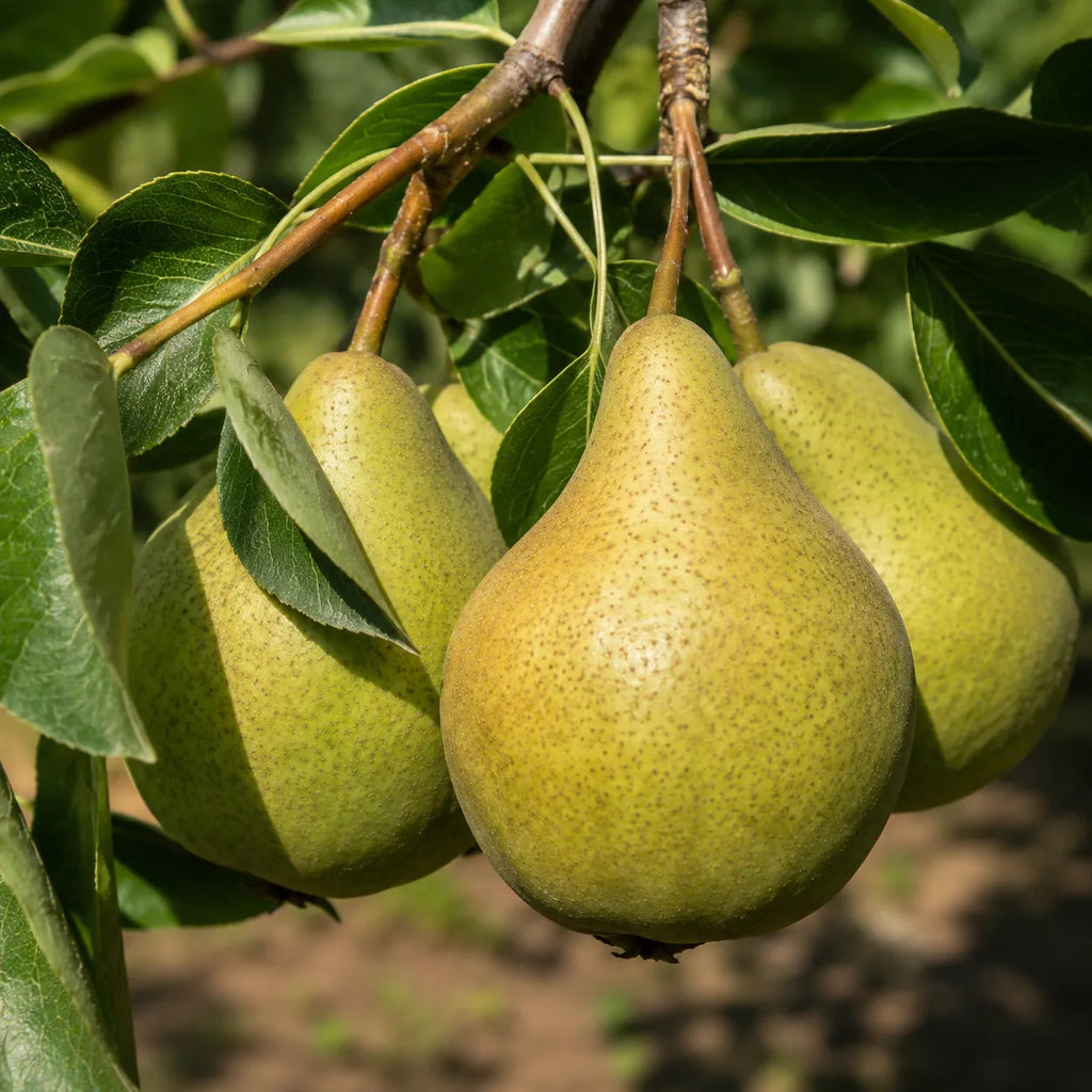 Pom fructifer Par Capul Piscului, soi rezistent la boli si foarte productiv, cu pere gustoase, ideale pentru consum proaspat, gem, compot si deserturi