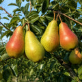 Pom fructifer Par Carmen, soi productiv cu pere mari, galben-rosii, dulci, suculente si parfumate, ideal pentru gradini, livezi si consum proaspat