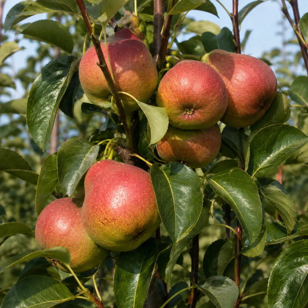 Pom fructifer Par Favorita lui Clapp, soi clasic cu pere mari, dulci, zemoase si aromate, ideal pentru gradini, livezi si consum proaspat