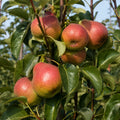 Pom fructifer Par Favorita lui Clapp, soi clasic cu pere mari, dulci, zemoase si aromate, ideal pentru gradini, livezi si consum proaspat