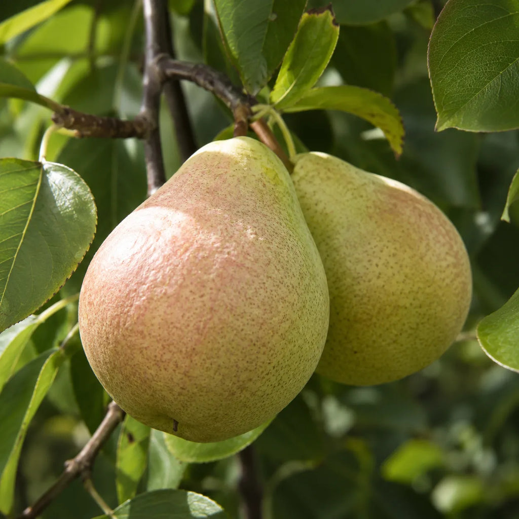Pom fructifer Par Kieffer, soi productiv cu pere mari, crocante, suculente si aromate, ideal pentru gradini, livezi si consum proaspat