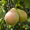 Pom fructifer Par Kieffer, soi productiv cu pere mari, crocante, suculente si aromate, ideal pentru gradini, livezi si consum proaspat