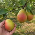 Pom fructifer Par Kirghiza, soi autofertil cu pere mari, dulci, suculente si aromate, ideal pentru gradini, livezi si consum proaspat