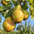 Pom fructifer Par Novembra, soi de iarna cu pere mari, dulci, suculente si aromate, ideal pentru gradini, livezi si consum proaspat