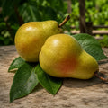 Pom fructifer Par Para lui Nita, soi romanesc autofertil cu pere mari, dulci, suculente si aromate, ideal pentru gradini, livezi si consum proaspat