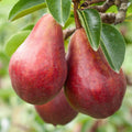 Pom fructifer Par Williams Rosu, soi productiv cu pere mari, rosiatice, dulci, suculente si aromate, ideal pentru gradini, livezi si consum proaspat