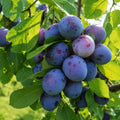 Pom fructifer Prun Andreea, soi productiv cu prune dulci, aromate si suculente, ideal pentru gradini, livezi si consum proaspat sau preparate de casa