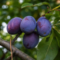 Pom fructifer Prun Anna Spath, soi productiv cu prune mari, violet-inchis, dulci si aromate, ideal pentru gradini, livezi si consum proaspat sau preparate de casa