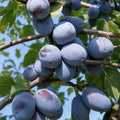 Pom fructifer Prun Bluefree, soi productiv cu prune mari, albastru-violet, dulci-acrisoare si suculente, ideal pentru gradini, livezi si consum proaspat