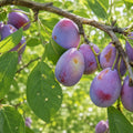 Pom fructifer Prun D'Agen, soi productiv cu prune mari, dulce-aromate si suculente, ideal pentru gradini, livezi si consum proaspat sau preparate de casa.