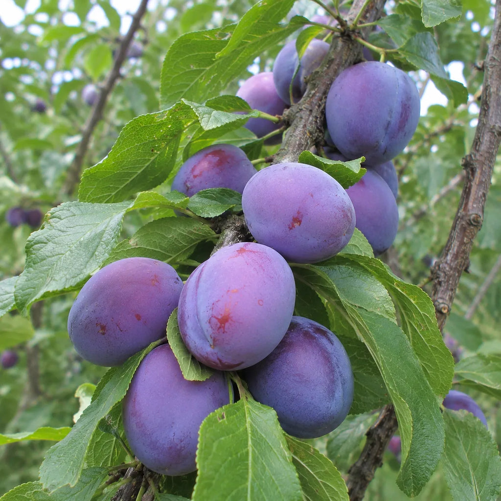 Pom fructifer Prun D'Agen, soi rezistent si productiv, cu prune aromate si suculente, ideal pentru gradini, livezi, gem, compot si consum proaspat