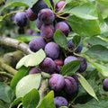 Pom fructifer Prun Opal, soi productiv cu prune dulci, suculente si aromate, ideal pentru gradini, livezi si consum proaspat, cu recolta in luna august