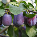 Pom fructifer Prun Record, soi productiv cu prune foarte mari, mov-inchis, aromate si suculente, ideal pentru gradini, livezi si consum proaspat sau preparate de casa