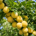 Pom fructifer Prun Record Fruct Galben, soi productiv cu prune galbene, dulci, suculente si aromate, ideal pentru gradini, livezi si consum proaspat