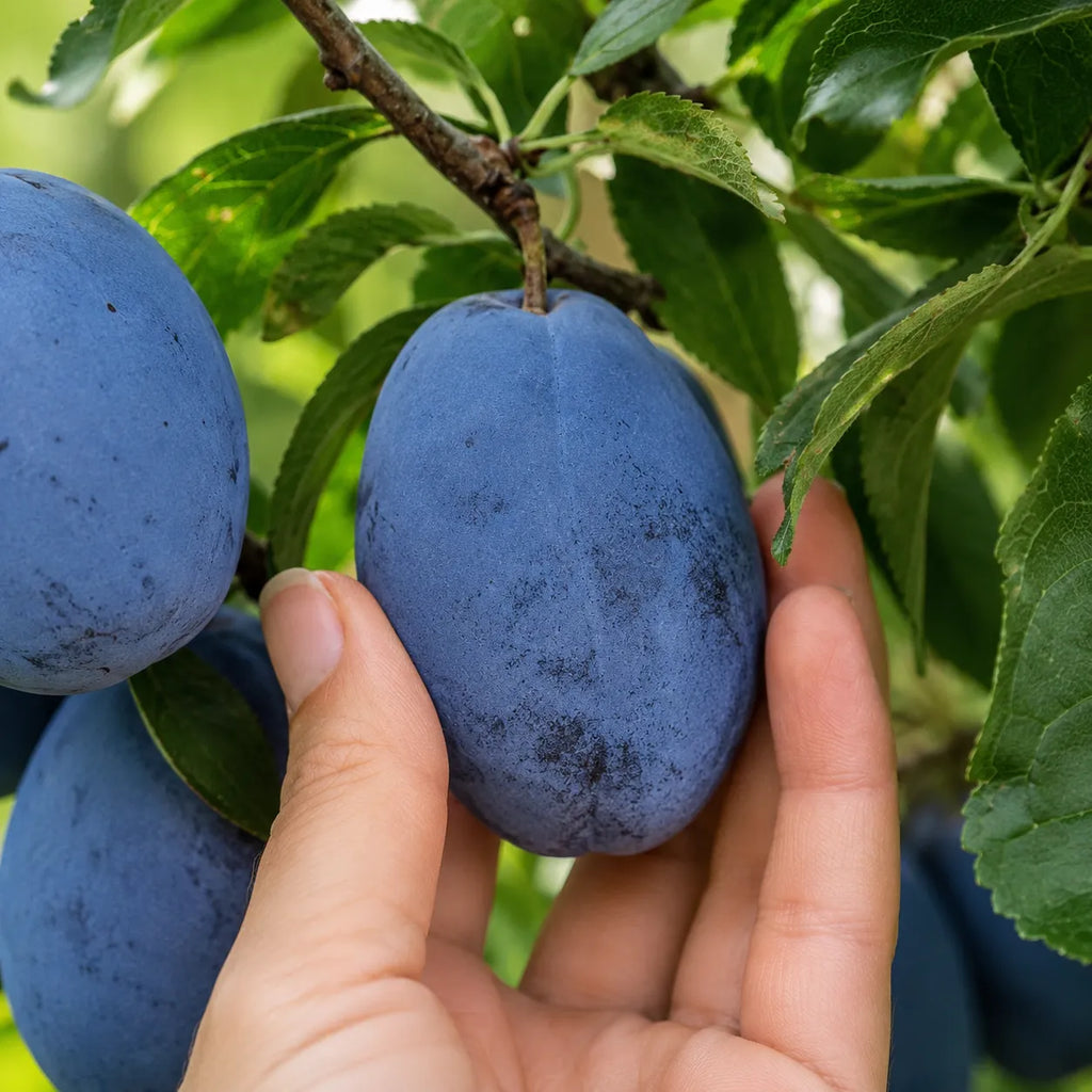 Pom fructifer Prun Stanley, soi productiv cu prune mari, albastru-inchis, dulci si suculente, ideal pentru gradini, livezi si consum proaspat sau preparate de casa