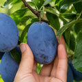 Pom fructifer Prun Stanley, soi productiv cu prune mari, albastru-inchis, dulci si suculente, ideal pentru gradini, livezi si consum proaspat sau preparate de casa