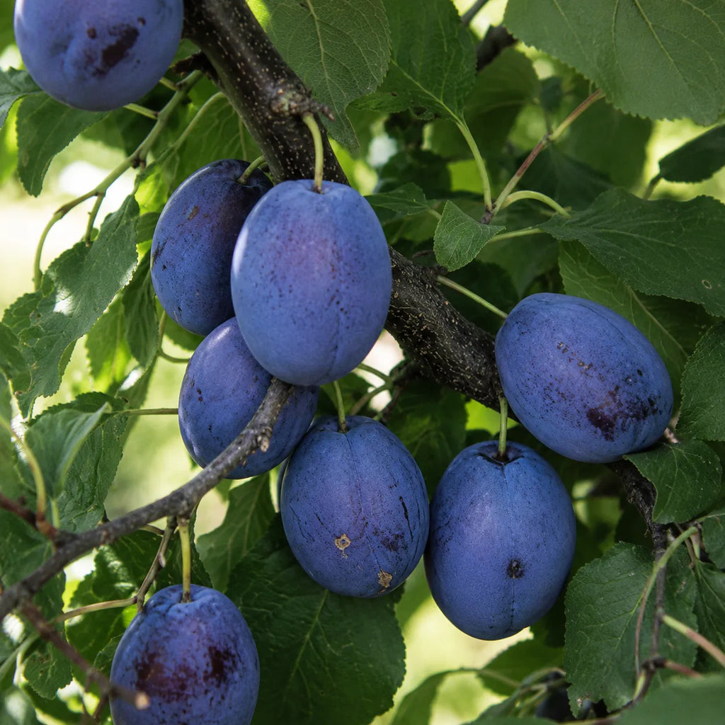 Pom fructifer Prun Tuleu Gras, soi romanesc productiv cu prune mari, violet-inchis, dulci-acrisoare si suculente, ideal pentru gradini, livezi si consum proaspat