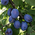 Pom fructifer Prun Tuleu Gras, soi romanesc productiv cu prune mari, violet-inchis, dulci-acrisoare si suculente, ideal pentru gradini, livezi si consum proaspat