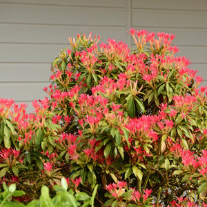 Pieris Japonica la Ghiveci de 3 litri, 1 Bucata