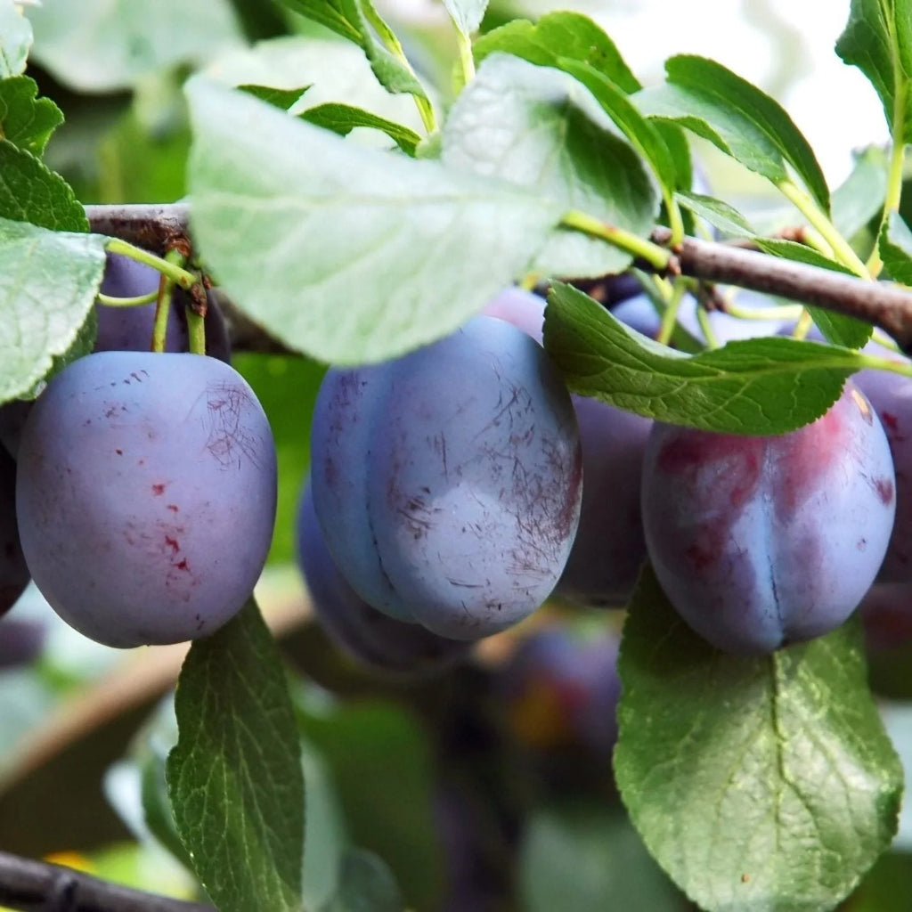 Prun - Record - Anul 3