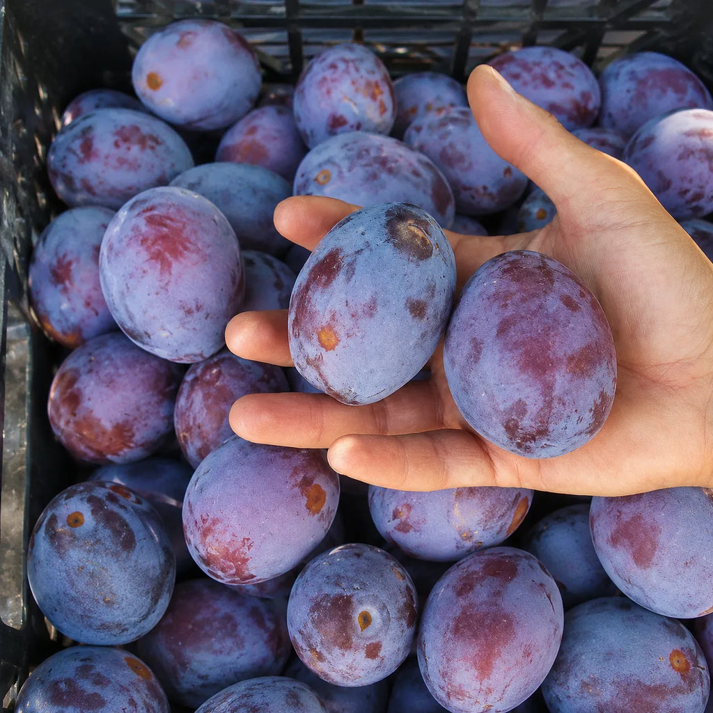 Prun Andreea, pom fructifer altoit cu fructe mari, gustoase si aromate, potrivit pentru gradini familiale, livezi si recolte bogate la sfarsitul verii