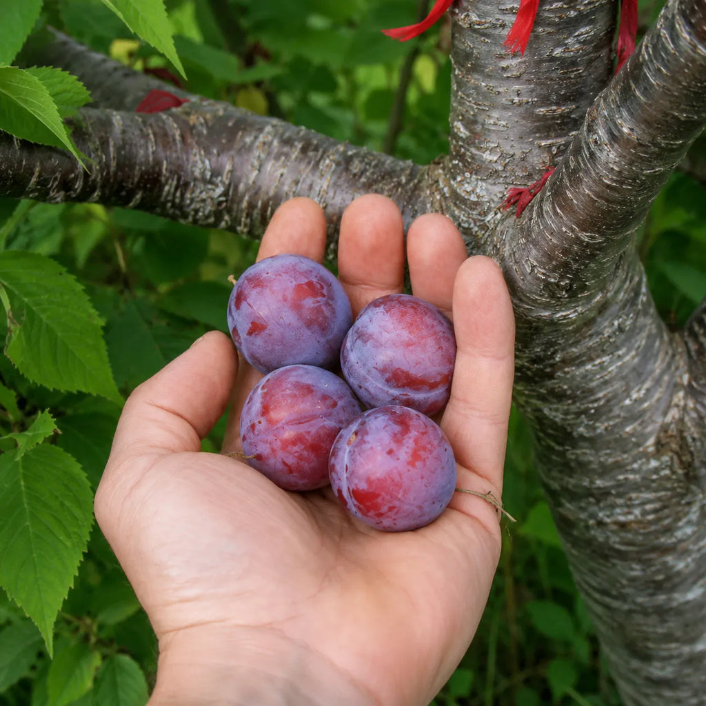 Prun Opal, pom fructifer altoit cu fructe medii, galben-rosii ce devin albastru-inchis la maturitate, potrivit pentru gradini familiale si livezi productive