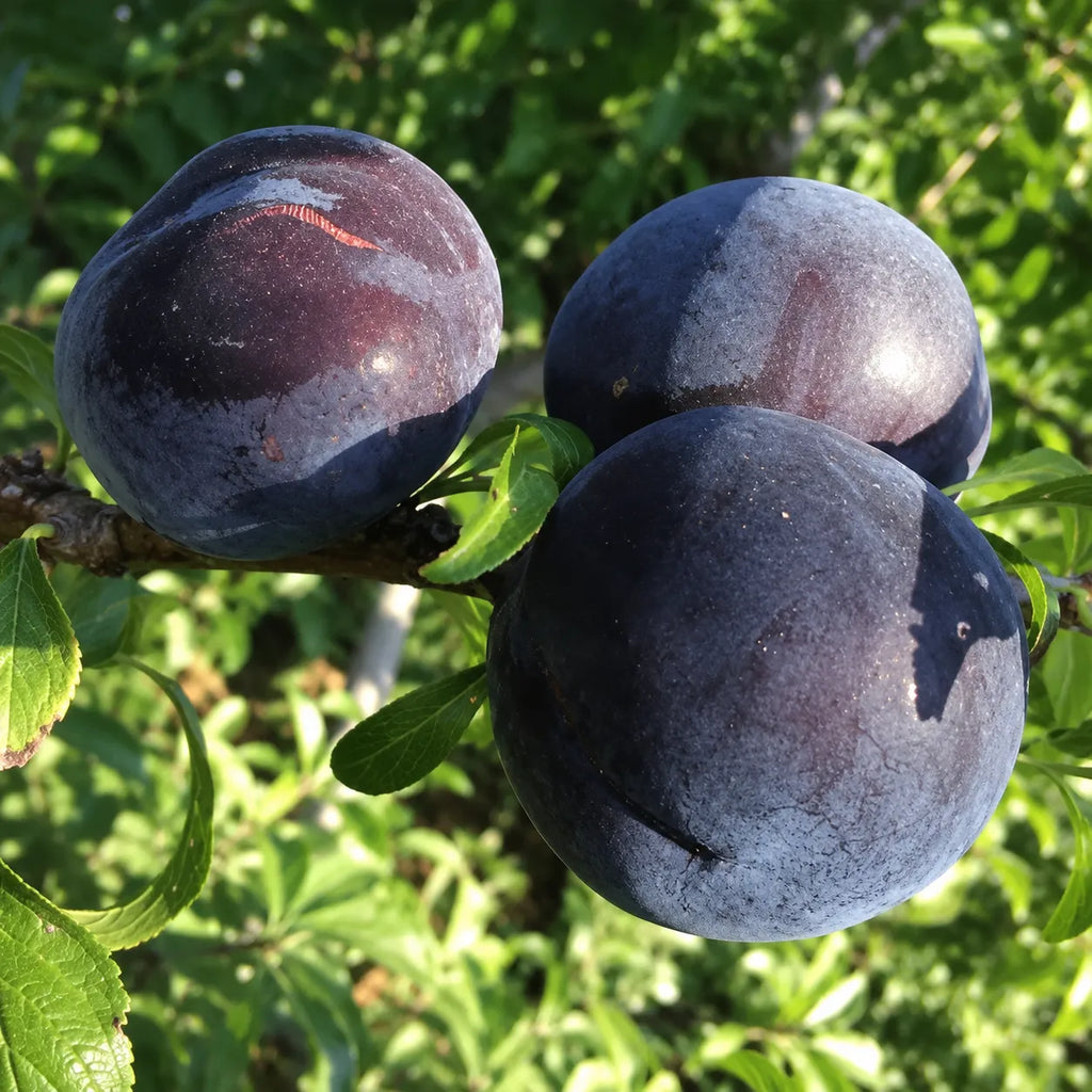 Prun japonez extratimpuriu, pom fructifer altoit cu fructe aromate si coacere in iulie-august, potrivit pentru gradini familiale, livezi si recolte bogate de vara