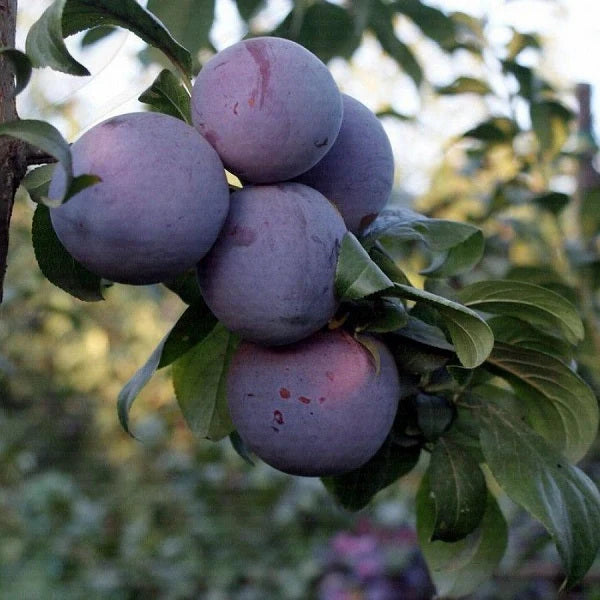 Prun - Angeleno - Anul 3