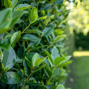 Laur Englezesc ''Prunus Laurocerasus Novita'', 3L, 80 cm, 1 Bucată