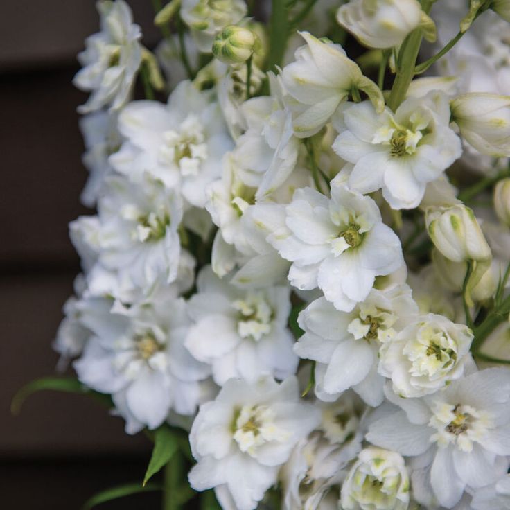 Delphinium Magic Fountains Pure White (Nemtisor), 1 bucata