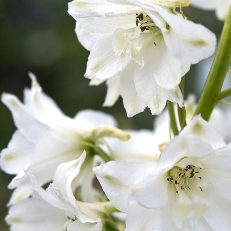 Delphinium Magic Fountains Pure White (Nemtisor), 1 bucata