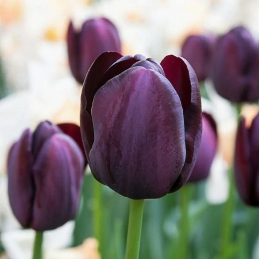 Lalele Queen of Night – bulbi premium pentru un decor sofisticat în grădină. Soi târziu, cu flori mari și culoare profundă, elegantă.