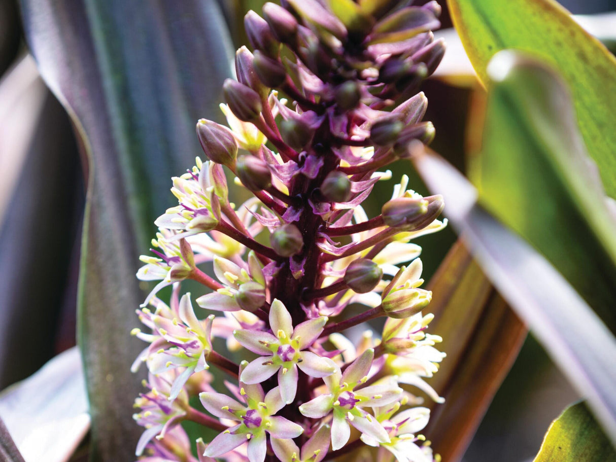 Bulbi de Eucomis "Comosa", Mixt, 2 Bucati