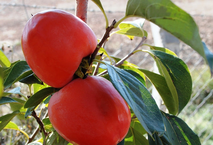 Kaki "Rojo Brillante", Anul 2, 1 Bucata