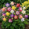 Radacina Caldaruse Aquilegia McKana Hybrids, planta perena cu flori mari in culori variate, ideala pentru gradini, borduri si ronduri florale