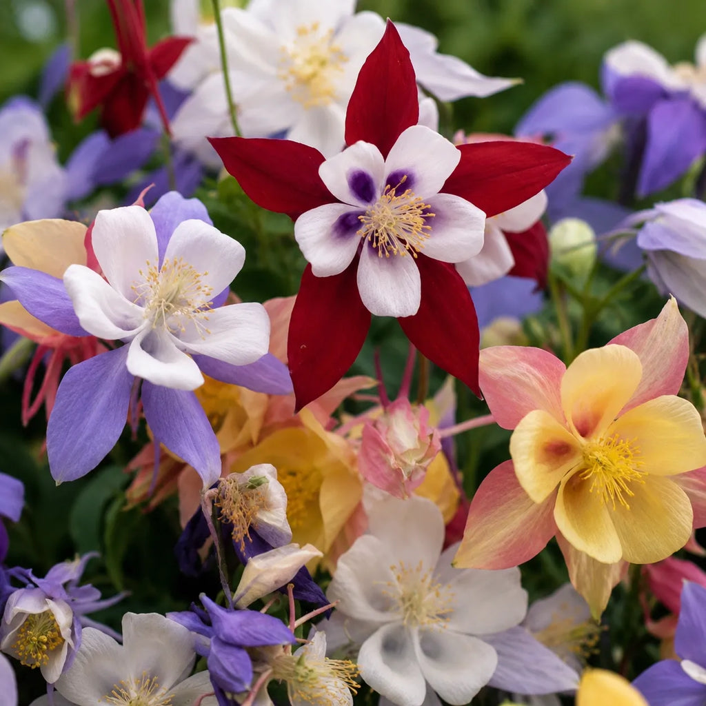 Radacina Caldaruse Aquilegia McKana Hybrids, planta perena usor de cultivat, cu flori elegante in culori variate, ideala pentru gradini familiale si decoruri florale