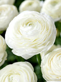 Bulbi de Ranunculus - Alb - 5 buc
