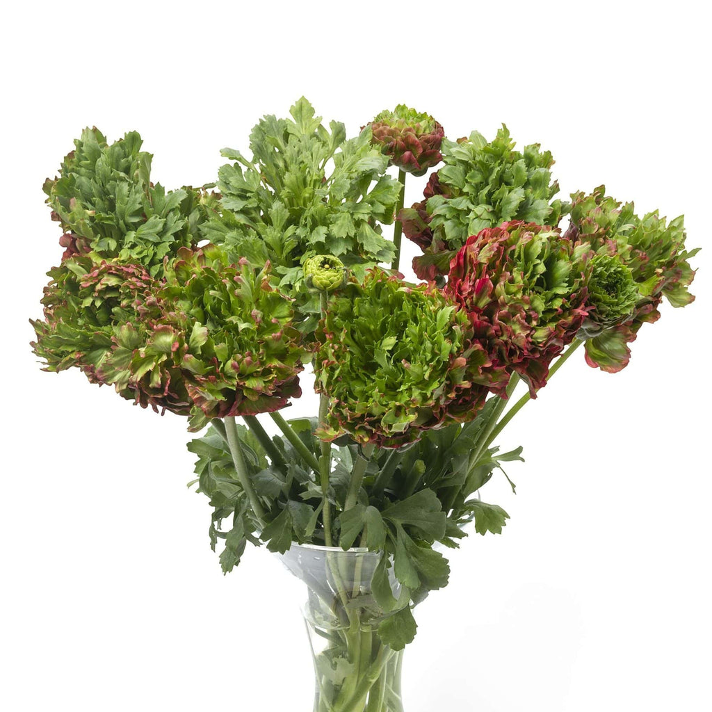 Bulbi de Ranunculus - Crown Bastille - 5 buc