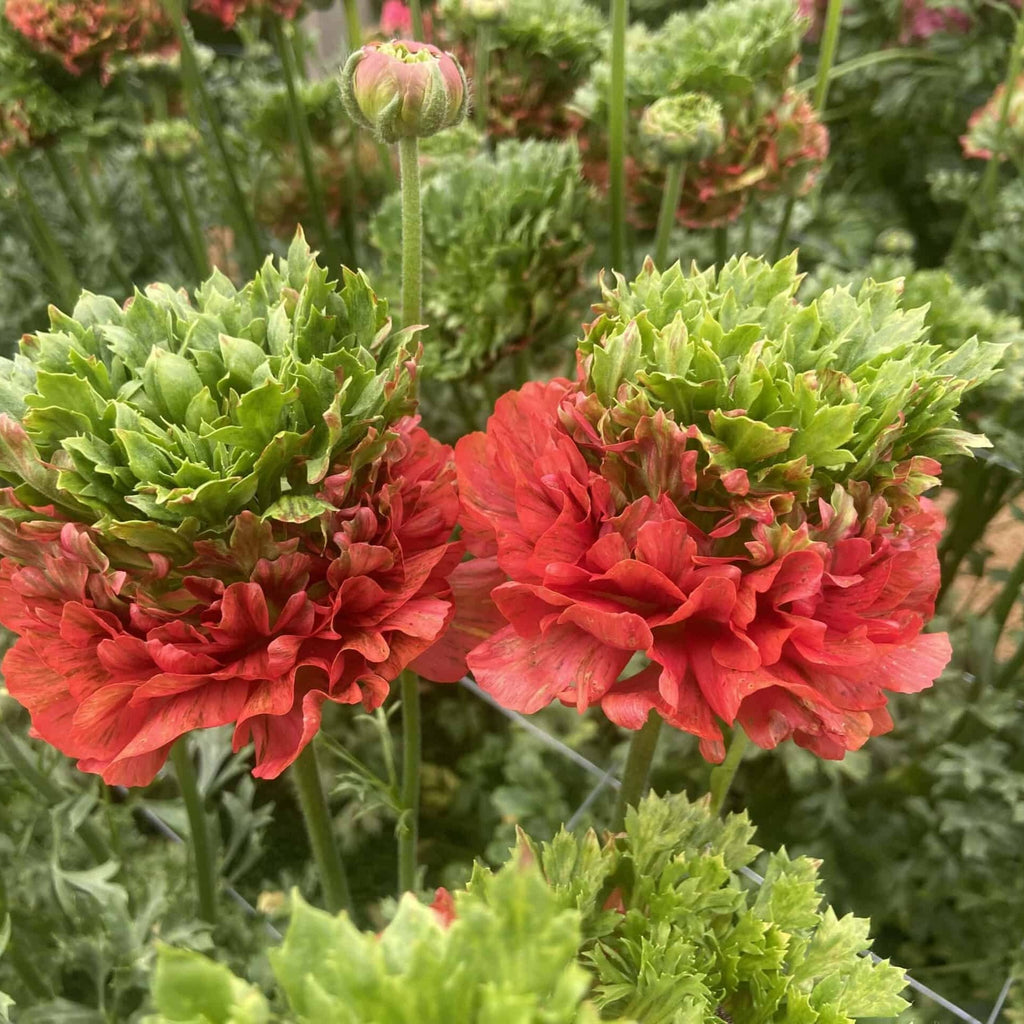 Bulbi de Ranunculus - Crown Bastille - 5 buc
